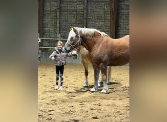 Cavallo della foresta nera, Castrone, 10 Anni, 158 cm
