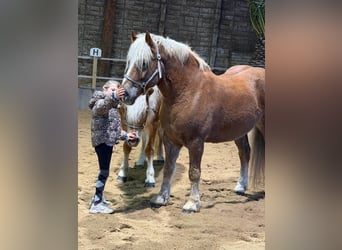Cavallo della foresta nera, Castrone, 10 Anni, 158 cm