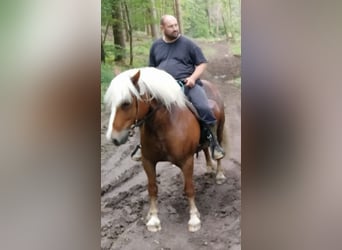 Cavallo della foresta nera, Castrone, 11 Anni, 150 cm, Sauro scuro