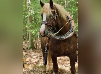 Cavallo della foresta nera, Castrone, 11 Anni, 158 cm, Sauro