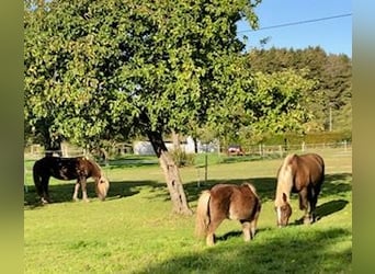 Cavallo della foresta nera, Castrone, 13 Anni, 164 cm, Sauro scuro
