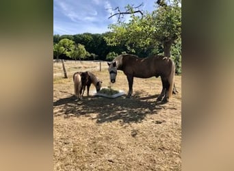 Cavallo della foresta nera, Castrone, 13 Anni, 164 cm, Sauro scuro