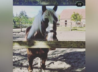 Cavallo della foresta nera, Castrone, 13 Anni, Sauro scuro