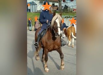 Cavallo della foresta nera, Castrone, 14 Anni, 148 cm, Sauro