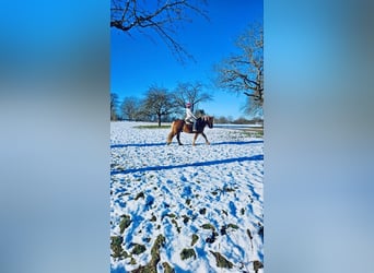 Cavallo della foresta nera, Castrone, 15 Anni, 165 cm, Sauro scuro