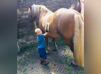 Cavallo della foresta nera, Castrone, 17 Anni, 152 cm, Sauro scuro