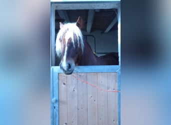 Cavallo della foresta nera, Castrone, 17 Anni, 152 cm, Sauro scuro