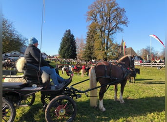 Cavallo della foresta nera, Castrone, 19 Anni, 154 cm, Sauro scuro