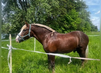 Cavallo della foresta nera, Castrone, 23 Anni, 148 cm, Sauro scuro