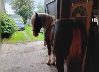 Cavallo della foresta nera, Castrone, 2 Anni, 154 cm, Sauro scuro