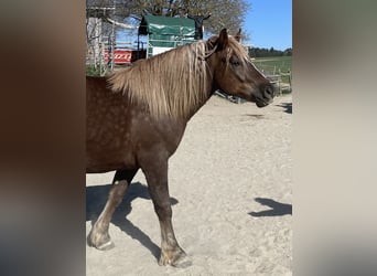 Cavallo della foresta nera, Castrone, 2 Anni, 158 cm, Sauro scuro