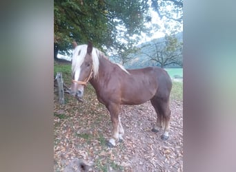 Cavallo della foresta nera, Castrone, 3 Anni, 151 cm, Sauro