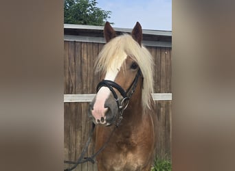 Cavallo della foresta nera, Castrone, 4 Anni, 148 cm, Sauro