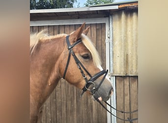 Cavallo della foresta nera, Castrone, 4 Anni, 148 cm, Sauro