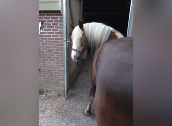 Cavallo della foresta nera, Castrone, 4 Anni, 149 cm, Baio scuro