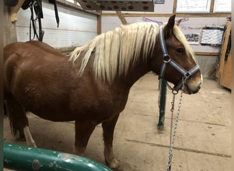 Cavallo della foresta nera Mix, Castrone, 4 Anni, 149 cm, Sauro