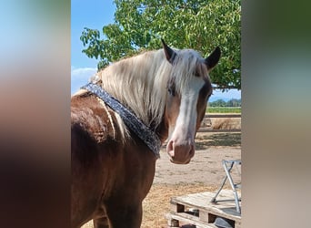 Cavallo della foresta nera, Castrone, 4 Anni, 155 cm, Sauro scuro