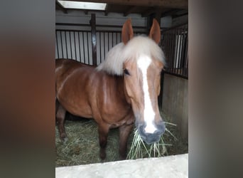 Cavallo della foresta nera, Castrone, 5 Anni, 155 cm, Sauro scuro