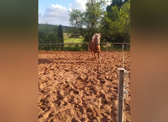 Cavallo della foresta nera, Castrone, 5 Anni, 155 cm, Sauro scuro