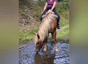 Cavallo della foresta nera, Castrone, 6 Anni, 160 cm, Sauro