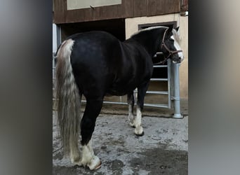 Cavallo della foresta nera, Castrone, 9 Anni, 146 cm, Sauro