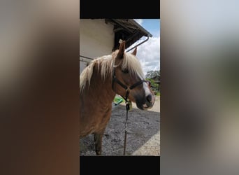 Cavallo della foresta nera, Giumenta, 10 Anni, 148 cm, Sauro
