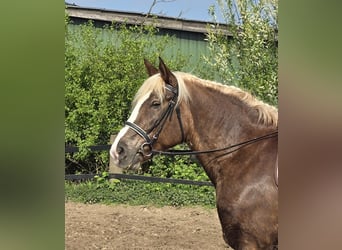 Cavallo della foresta nera, Giumenta, 11 Anni, 158 cm, Sauro scuro