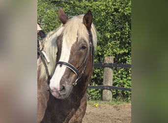 Cavallo della foresta nera, Giumenta, 11 Anni, 158 cm, Sauro scuro