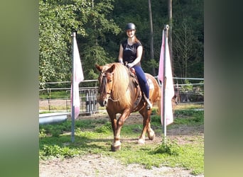 Cavallo della foresta nera Mix, Giumenta, 14 Anni, 152 cm, Roano rosso