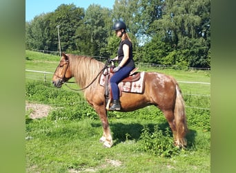Cavallo della foresta nera Mix, Giumenta, 14 Anni, 152 cm, Roano rosso