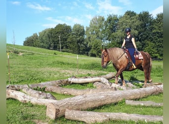 Cavallo della foresta nera Mix, Giumenta, 14 Anni, 152 cm, Roano rosso