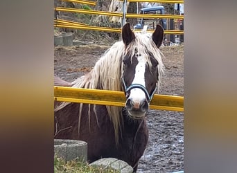 Cavallo della foresta nera, Giumenta, 14 Anni, 154 cm, Sauro scuro