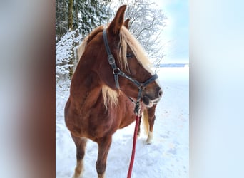 Cavallo della foresta nera, Giumenta, 17 Anni, 152 cm, Sauro