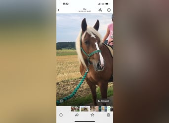 Cavallo della foresta nera, Giumenta, 17 Anni