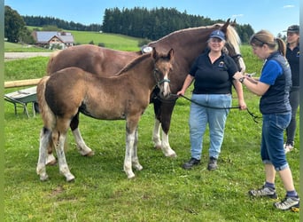 Cavallo della foresta nera, Giumenta, 1 Anno, 155 cm, Sauro scuro