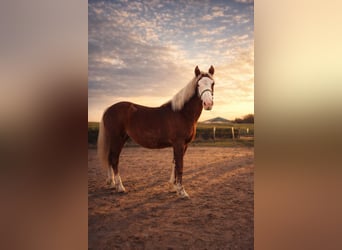 Cavallo della foresta nera, Giumenta, 1 Anno