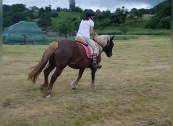 Cavallo della foresta nera, Giumenta, 21 Anni, 148 cm, Sauro scuro