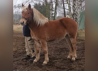 Cavallo della foresta nera Mix, Giumenta, 2 Anni, 143 cm, Sauro