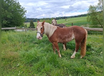 Cavallo della foresta nera, Giumenta, 2 Anni