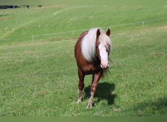 Cavallo della foresta nera, Giumenta, 2 Anni, Sauro