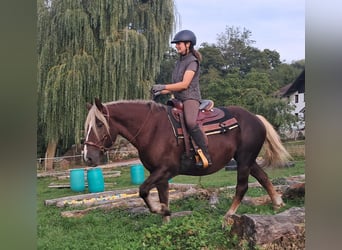 Cavallo della foresta nera, Giumenta, 3 Anni, 148 cm, Sauro scuro