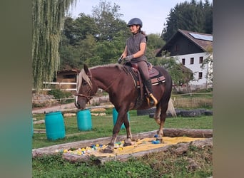 Cavallo della foresta nera, Giumenta, 3 Anni, 148 cm, Sauro scuro