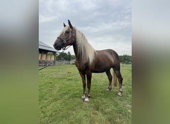 Cavallo della foresta nera, Giumenta, 3 Anni, 154 cm, Sauro