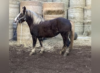 Cavallo della foresta nera, Giumenta, 4 Anni, 140 cm, Sauro