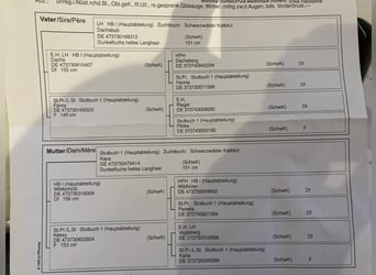 Cavallo della foresta nera, Giumenta, 4 Anni, 140 cm, Sauro