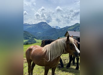 Cavallo della foresta nera, Giumenta, 4 Anni, 148 cm, Sauro scuro