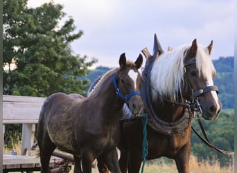 Cavallo della foresta nera, Giumenta, 4 Anni, 149 cm, Sauro scuro