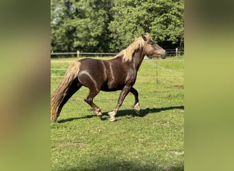 Cavallo della foresta nera, Giumenta, 4 Anni, 150 cm, Sauro scuro