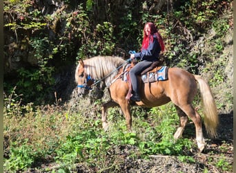 Cavallo della foresta nera Mix, Giumenta, 4 Anni, 153 cm, Sauro