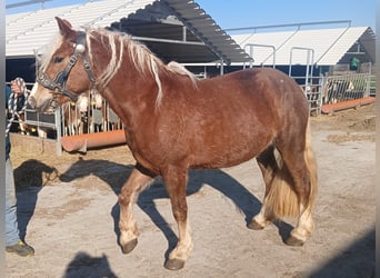 Cavallo della foresta nera, Giumenta, 4 Anni, 153 cm, Sauro scuro
